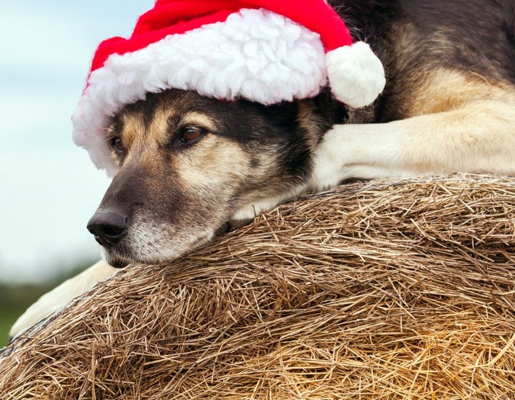 The do's and don'ts of holiday sale specials